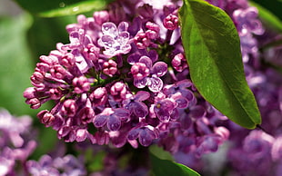 purple clustered flowers on closeup photography HD wallpaper