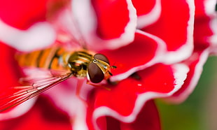 close-up photo of Hoverfly on red-and-white petaled flower, hover fly, carnation