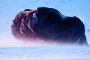 three brown bisons, nature, ice, animals, buffalo