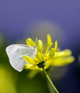 selective focus photography of yellow petaled flowers, mariposa