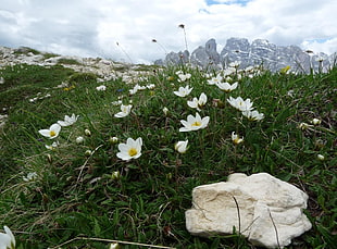 white petaled wild flowers