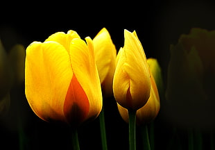 shallow focus photography of yellow flowers, tulips HD wallpaper