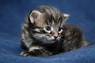 brown Tabby kitten on blue cloth HD wallpaper