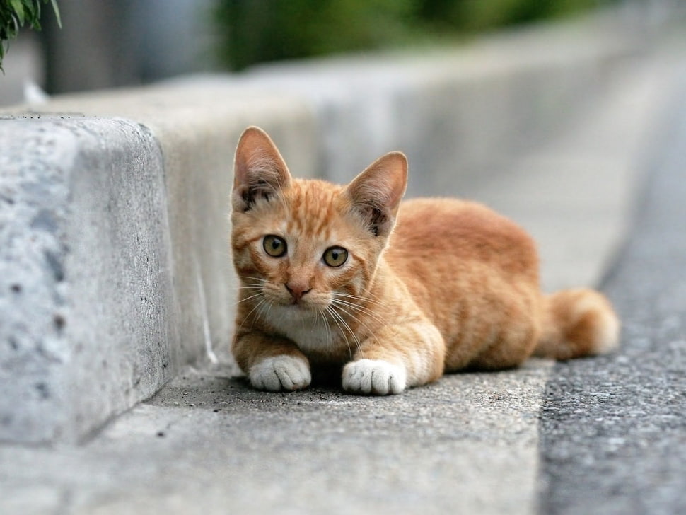 orange tabby cat HD wallpaper