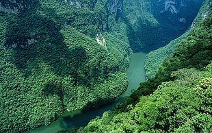 landscape photography of green forest with river