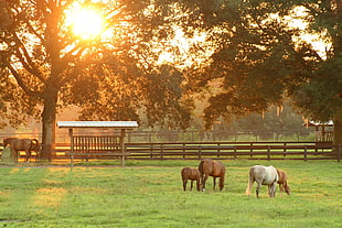 white and brown horses in farm during daytime