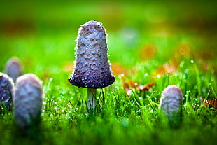 purple mushroom shallow focus photography during daytime