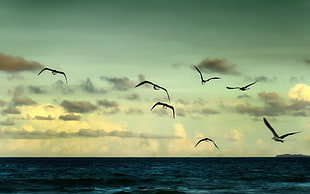 seven gulls, animals, birds, sea, clouds