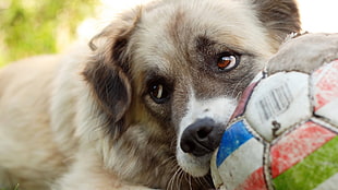 double-coated gray puppy biting a soccer ball