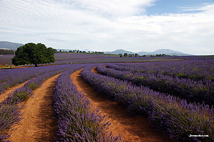 Purple flower fields HD wallpaper