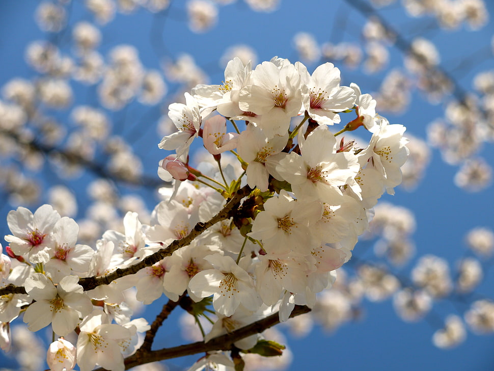 white cherry blossom in close-up photo HD wallpaper