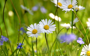 depth of field photography of white daisy flowers
