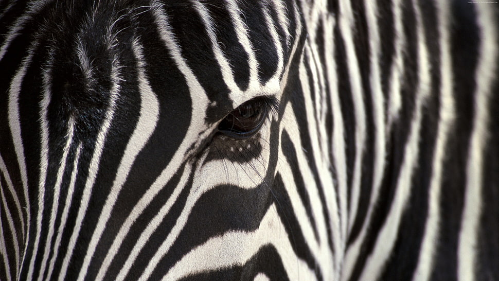 macro shot of zebra eye HD wallpaper