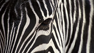 macro shot of zebra eye
