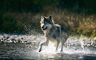 Wolf running on body of water HD wallpaper