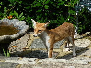 brown and white fox near the bird bath