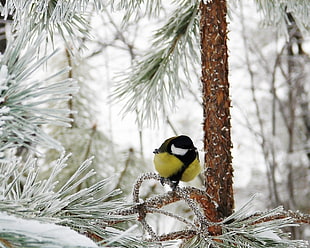 black and yellow bird on brown tree branch