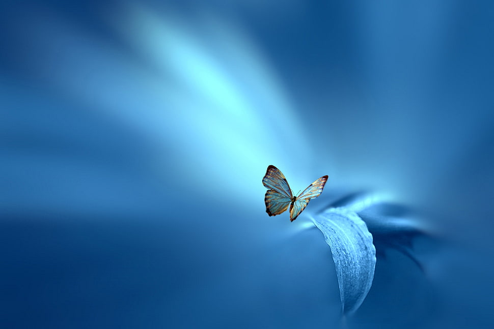 selective photo of blue and brown Butterfly near of leaf HD wallpaper