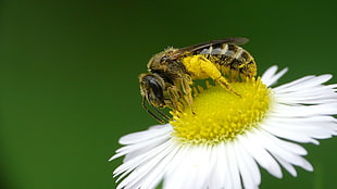 shallow focus photography of Honey bee on daisy flower