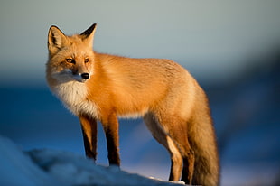 red fox on snow covered mountain