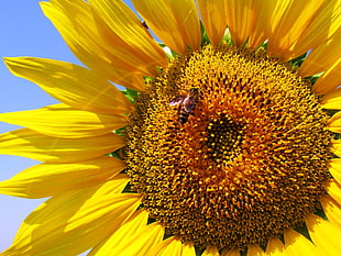 Sunflower micro photography HD wallpaper