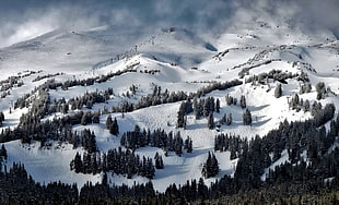 aerial photography of snowy mountain path with pine trees during day time