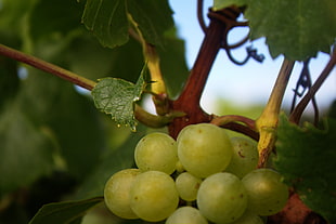 shallow focus of green grapes