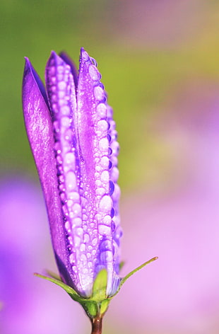 purple flower bud with dewdrops selective focus photography