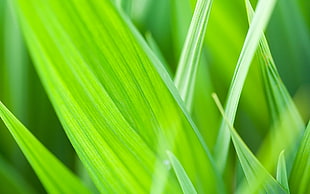 Grass,  Leaves,  Blur,  Light HD wallpaper