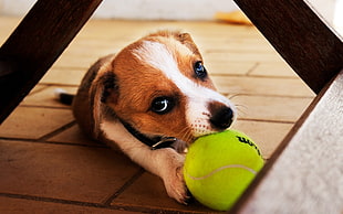 tricolor Beagle puppy biting tennis ball