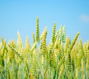 green wheat field, nature, clear sky, field