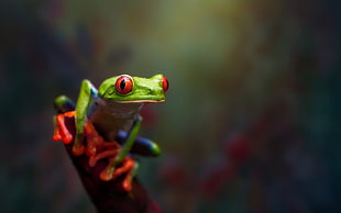 green frog, animals, frog, amphibian, Red-Eyed Tree Frogs HD wallpaper