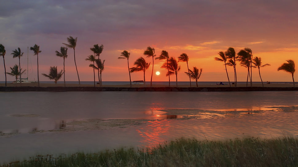 coconut trees, landscape HD wallpaper