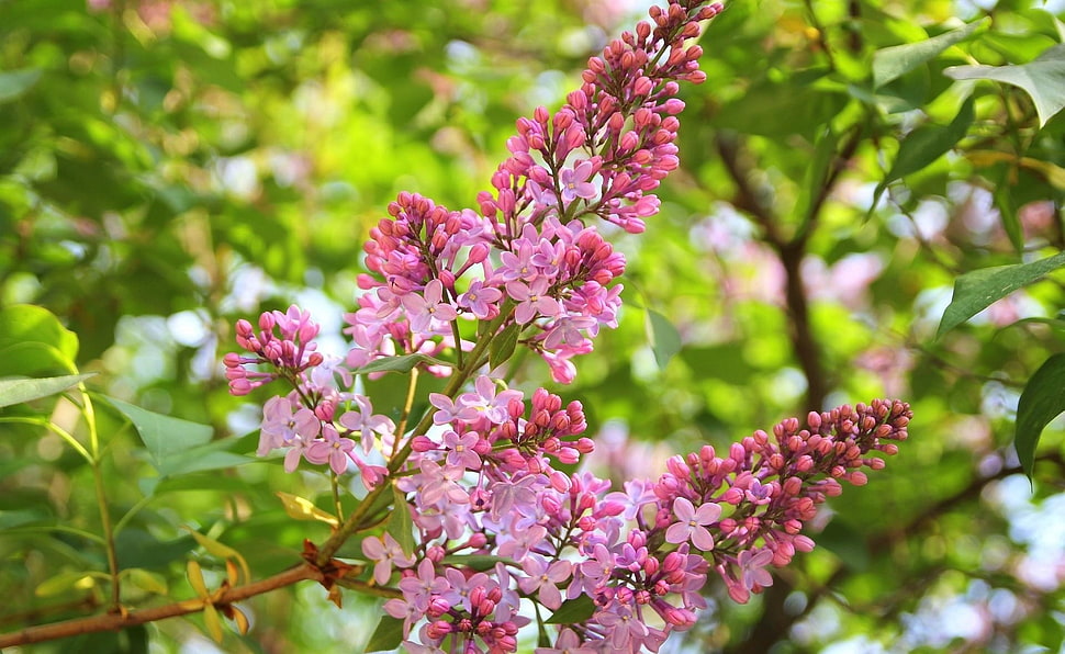 pink Lilac flowers about to bloom at daytime HD wallpaper