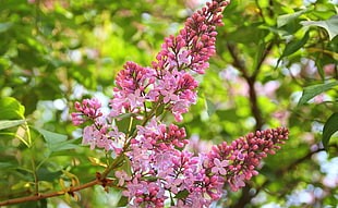 pink Lilac flowers about to bloom at daytime