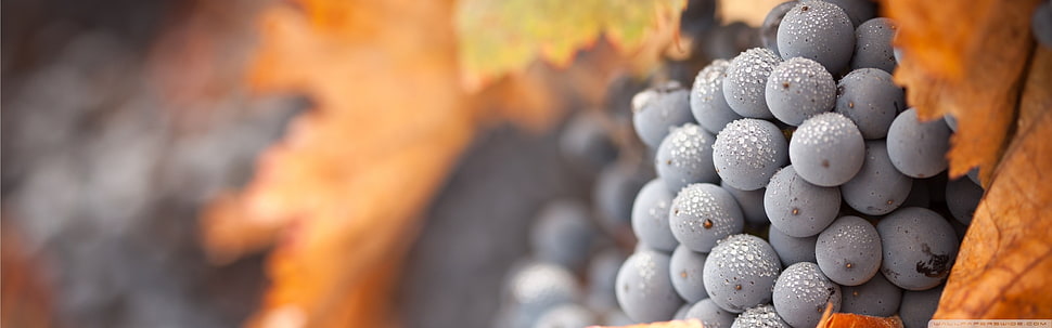 gray berries, nature, grapes HD wallpaper
