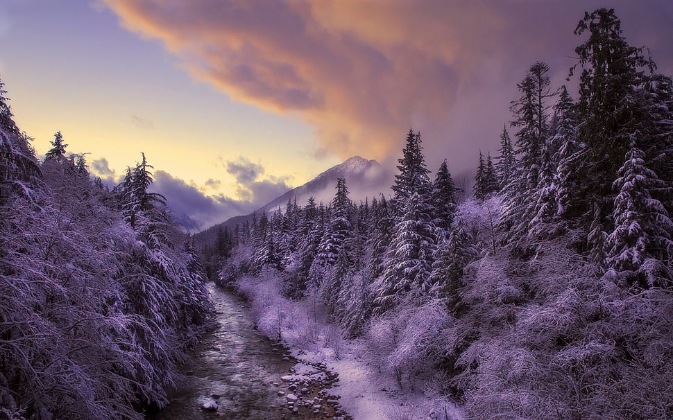 grayscale trees, winter, landscape, nature, snow HD wallpaper