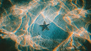 black starfish, photography, underwater, sun rays, waves