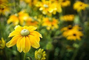 selective focus photography of full bloomed yellow Daisy flower, rudbeckia HD wallpaper