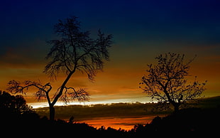silhouette photo of tree