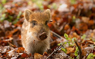 brown and white piglet on withered leafs