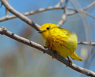 selective focus photography of yellow short beak bird perching on branch, yellow warbler
