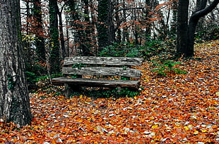 photography of brown wooden bench near trees