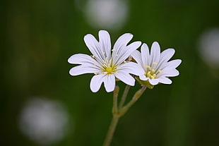 selective focus photo of two white petaled flowers