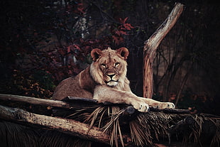 lion reclining on ground HD wallpaper