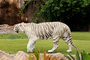 white and black snow tiger