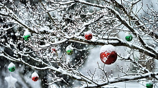 assorted bauble hanging on tree