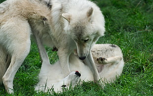 two white wolves playing on green grass field