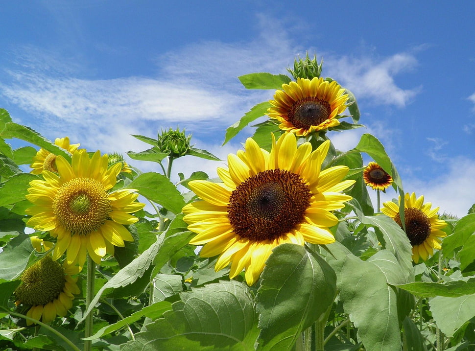 Sunflower field photo shot during daylight HD wallpaper