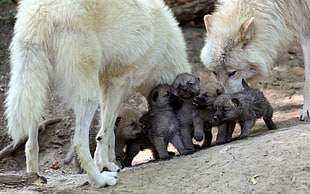 two white short-coated dog near grey puppy litter